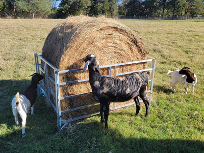 Premium Collapsible Sheep & Goat Aluminum Round Hay Bale Feeder for 4X4, 4X5, & 4X6 Bales Llama Alpaca - Homesteading Supplies for Quail Enthusiasts