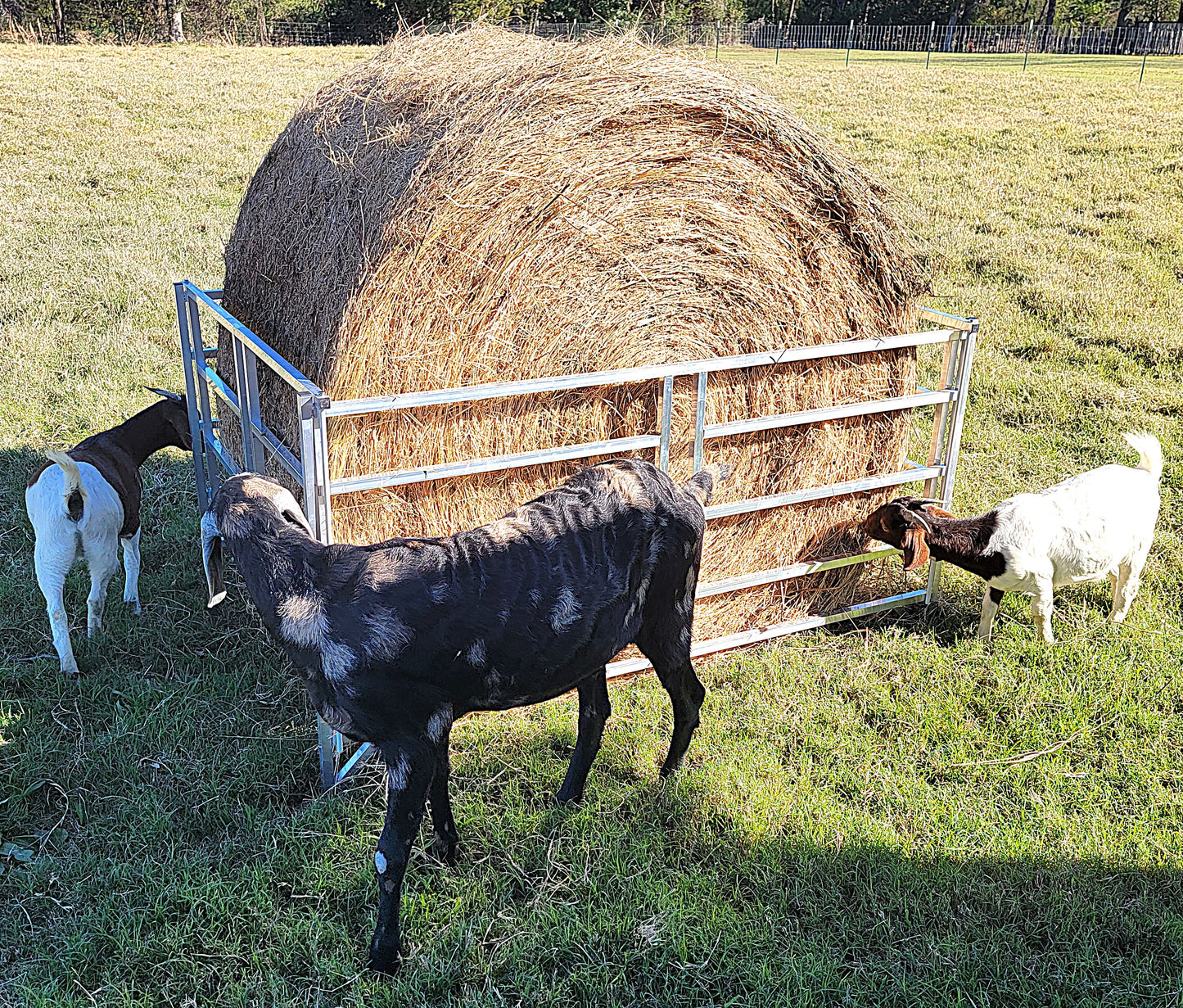 Premium Collapsible Sheep & Goat Aluminum Round Hay Bale Feeder for 4X4, 4X5, & 4X6 Bales Llama Alpaca - Homesteading Supplies for Quail Enthusiasts