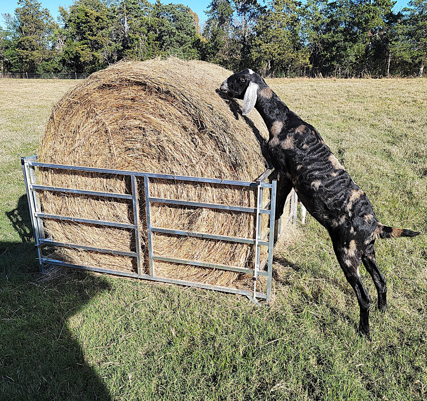 Premium Collapsible Sheep & Goat Aluminum Round Hay Bale Feeder for 4X4, 4X5, & 4X6 Bales Llama Alpaca - Homesteading Supplies for Quail Enthusiasts