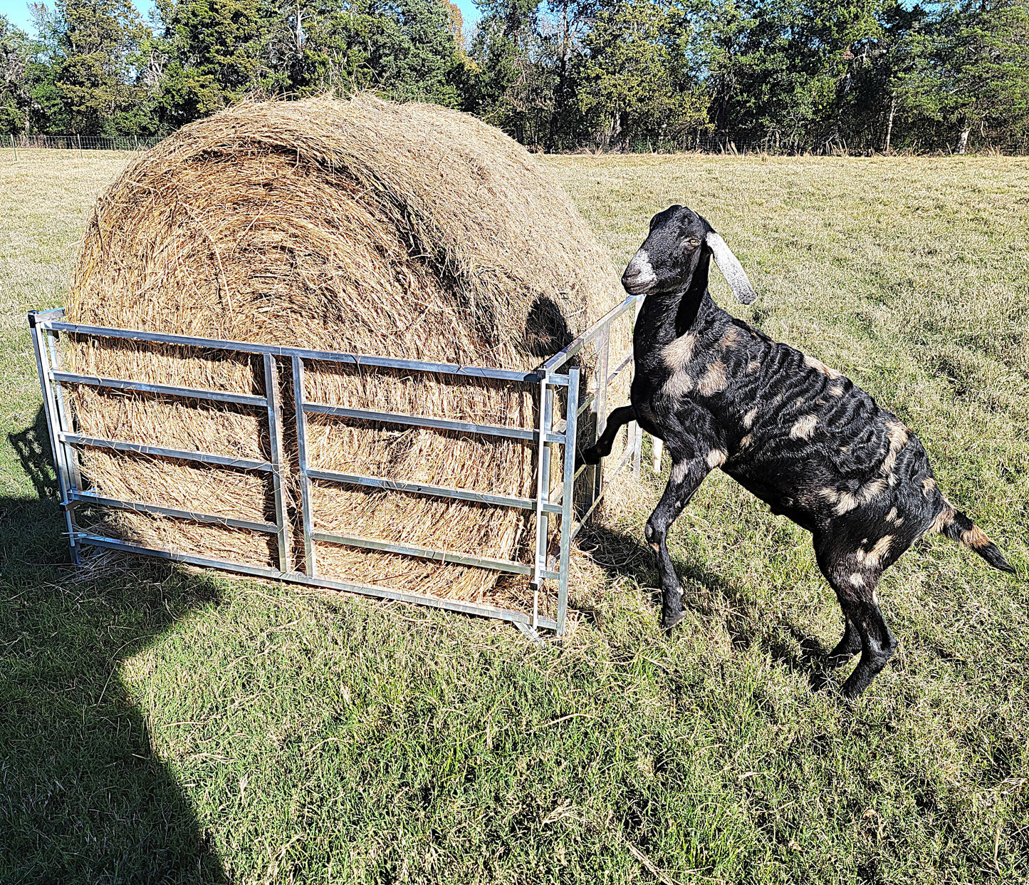 Premium Collapsible Sheep & Goat Aluminum Round Hay Bale Feeder for 4X4, 4X5, & 4X6 Bales Llama Alpaca - Homesteading Supplies for Quail Enthusiasts
