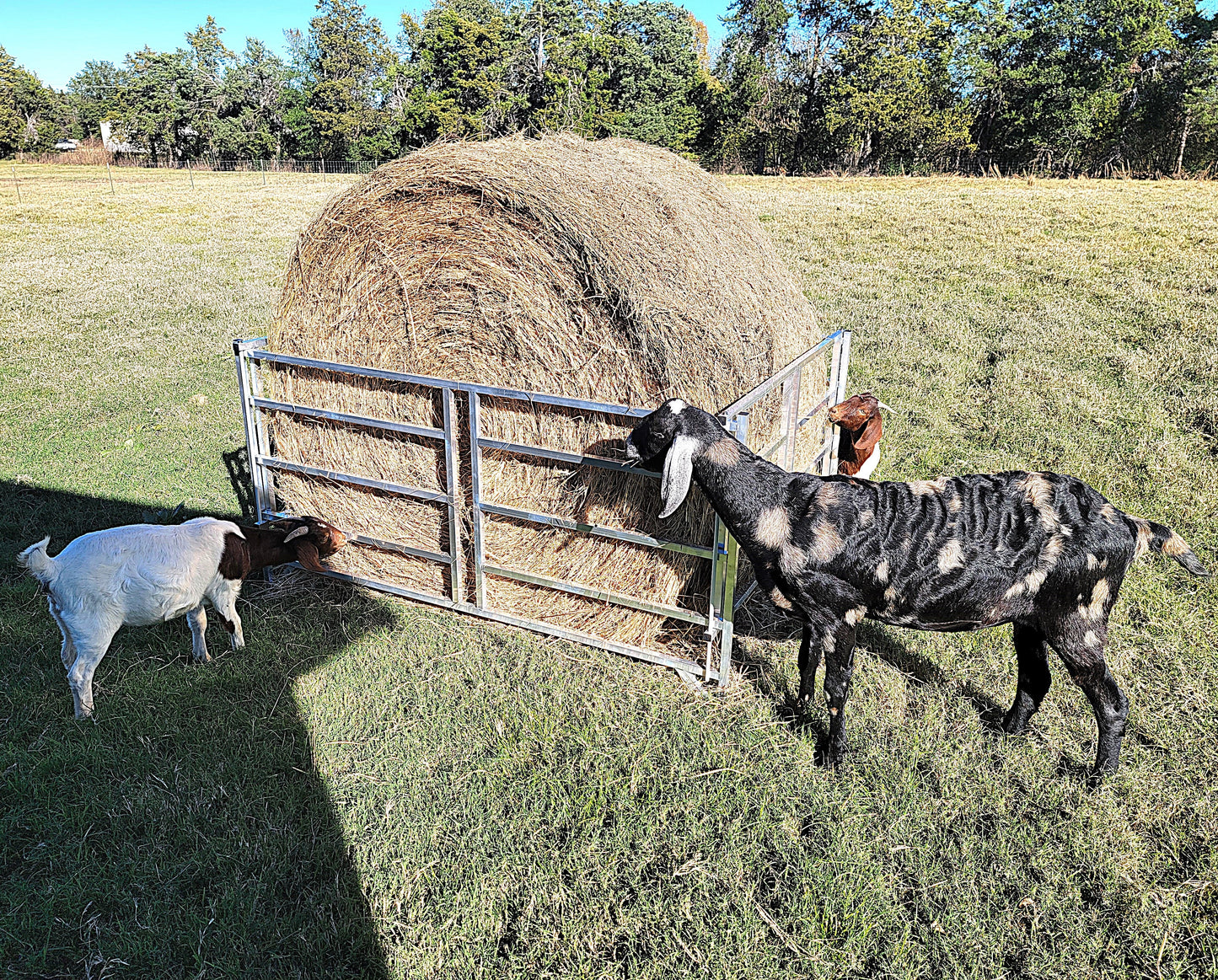 Premium Collapsible Sheep & Goat Aluminum Round Hay Bale Feeder for 4X4, 4X5, & 4X6 Bales Llama Alpaca - Homesteading Supplies for Quail Enthusiasts