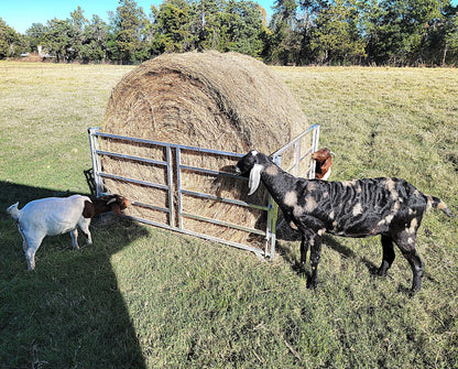 Premium Collapsible Sheep & Goat Aluminum Round Hay Bale Feeder for 4X4, 4X5, & 4X6 Bales Llama Alpaca - Homesteading Supplies for Quail Enthusiasts