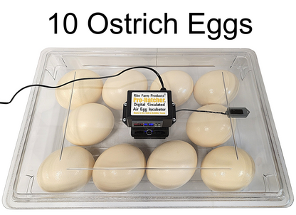 Premium Rite Farm Products PRO Hatcher Incubator for Egg Tray Transfer from Cabinet Incubators - Bird Keeping Supplies for Quail Enthusiasts