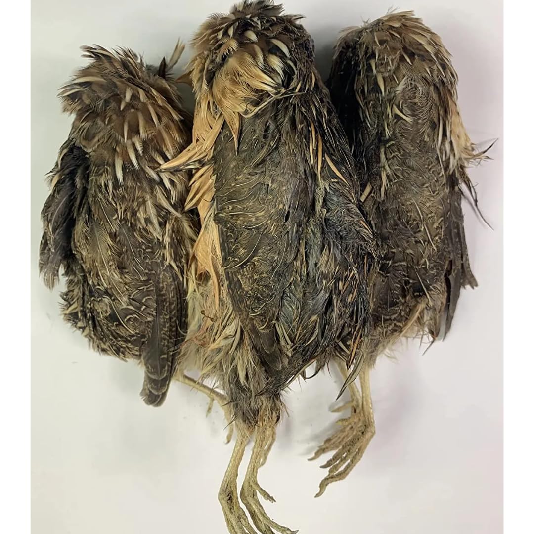 Whole Frozen Quail for Bird Dog Training or Falconry 3 Pack (local pickup only)