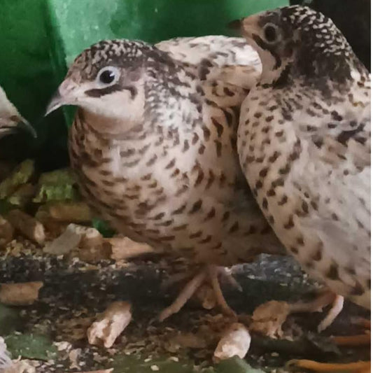 Button Quail Eggs -Eggs for Hatching or Snakes