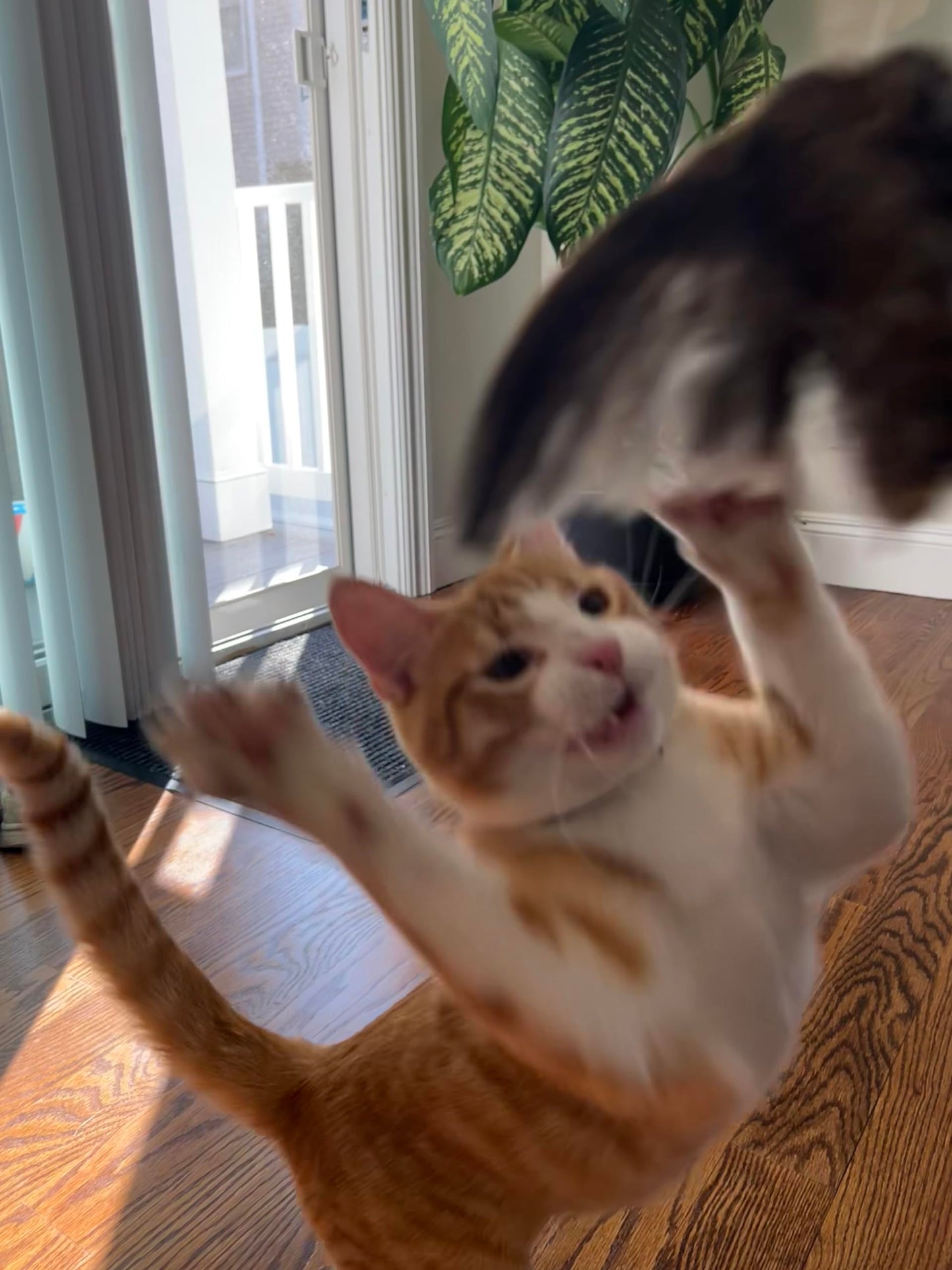 Wing on a String & Whole Egg Food Topper Bundle for Cats – Enrich Your Cat's Playtime and Mealtime!