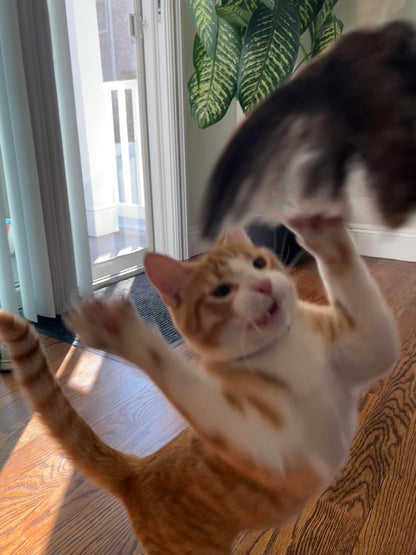 Wing on a String & Whole Egg Food Topper Bundle for Cats – Enrich Your Cat's Playtime and Mealtime!