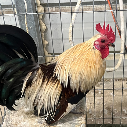 Premium 6 Rare Serama Bantam Hatching Eggs – World’s Smallest Chicken – Fertile & Freshly Collected - Fertile Chicken Eggs for Quail Enthusiasts