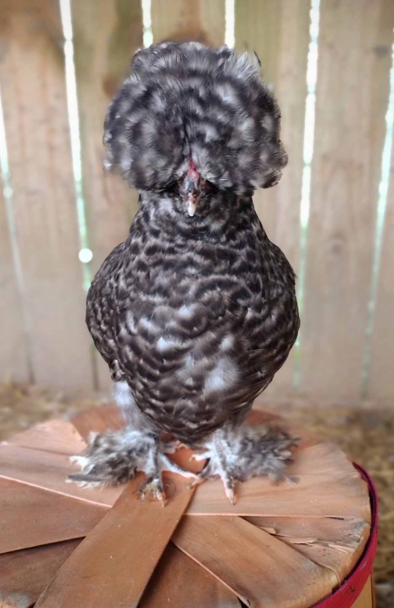 Premium Silkie Hatching Eggs- Hens Choice - Fertile Chicken Eggs for Quail Enthusiasts