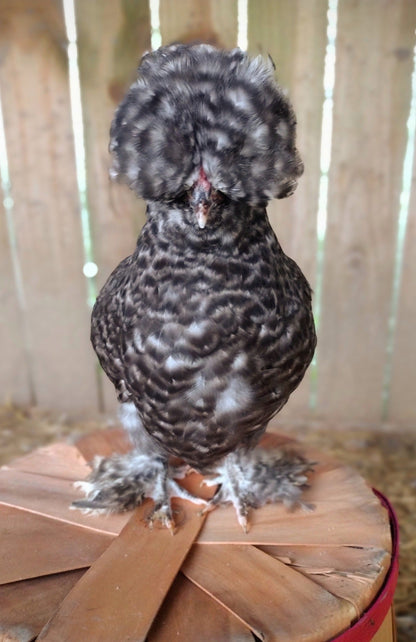 Premium Silkie Hatching Eggs- Hens Choice - Fertile Chicken Eggs for Quail Enthusiasts