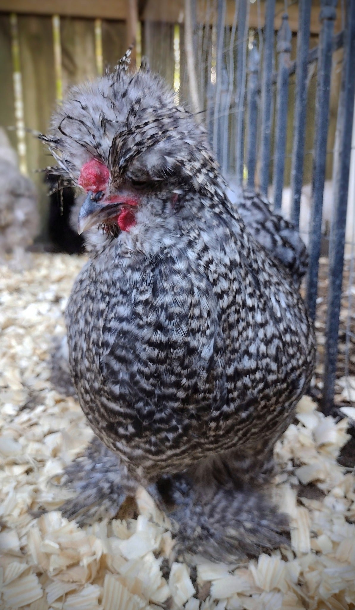 Premium Silkie Hatching Eggs- Hens Choice - Fertile Chicken Eggs for Quail Enthusiasts
