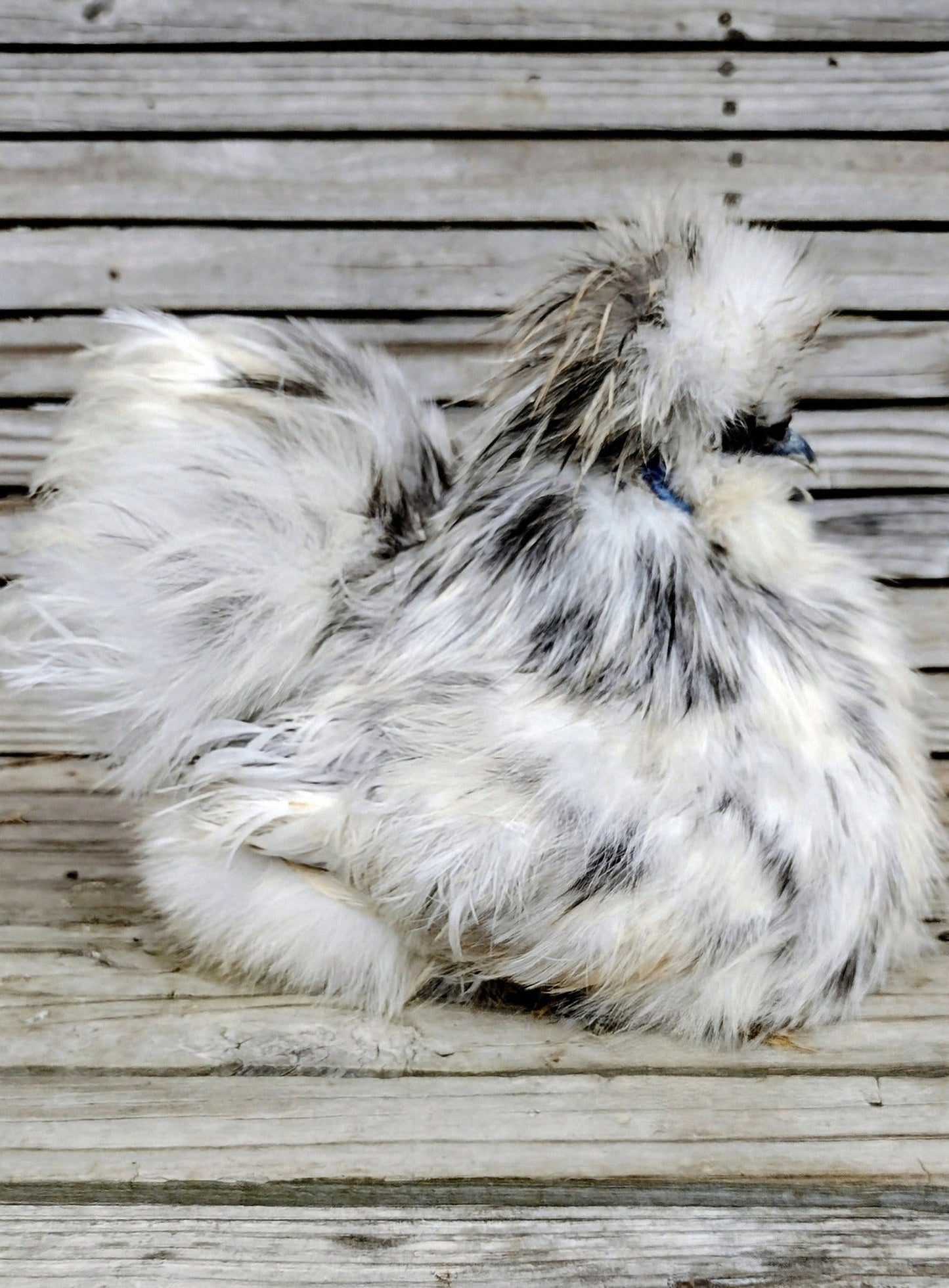 Premium Silkie Hatching Eggs- Hens Choice - Fertile Chicken Eggs for Quail Enthusiasts