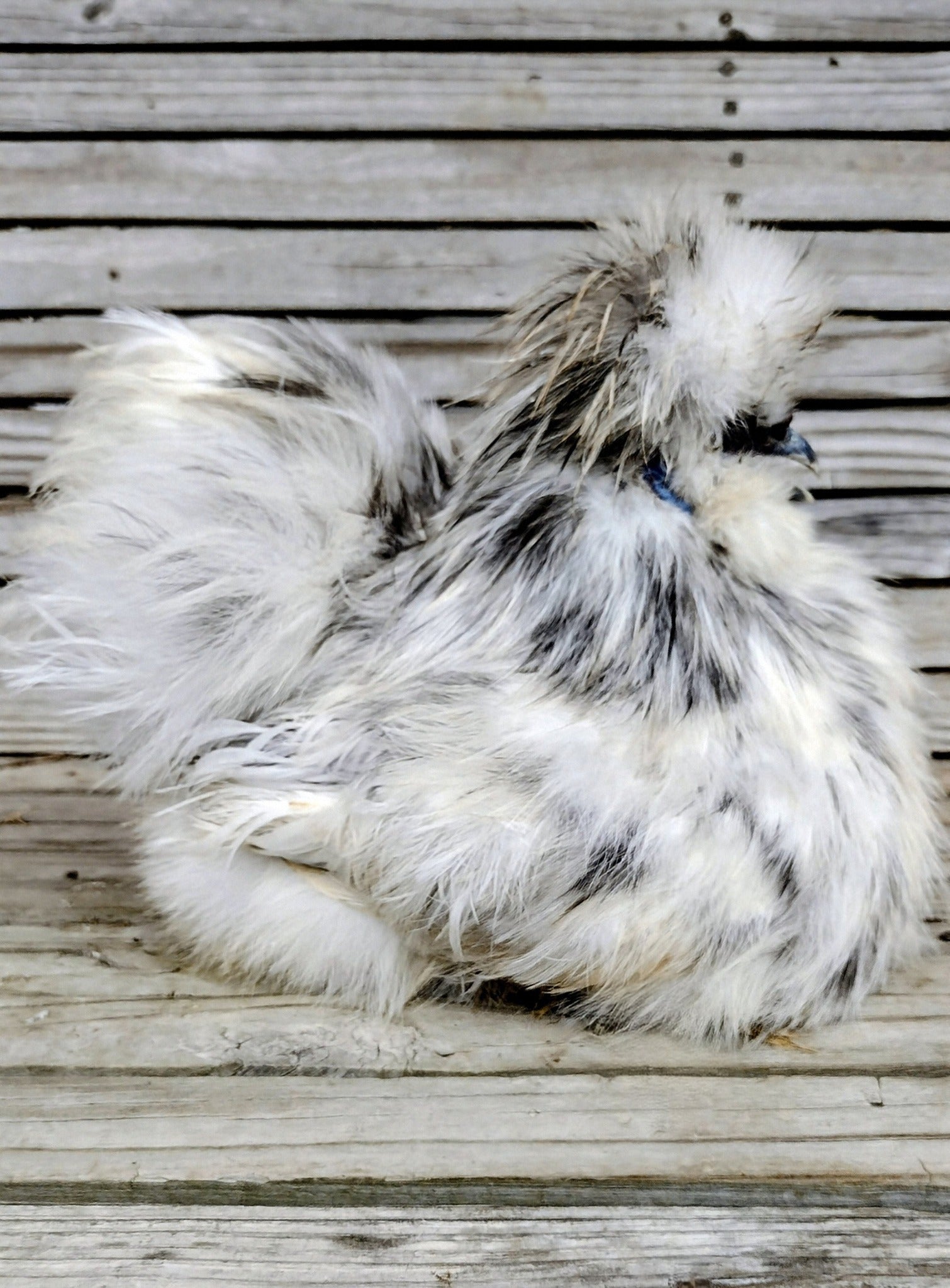 Premium Silkie Hatching Eggs- Hens Choice - Fertile Chicken Eggs for Quail Enthusiasts