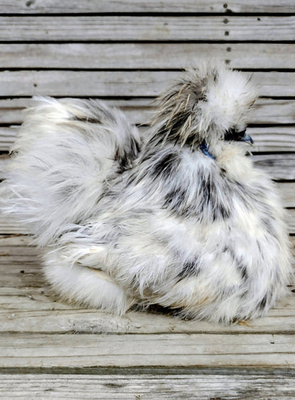 Premium Silkie Hatching Eggs- Hens Choice - Fertile Chicken Eggs for Quail Enthusiasts
