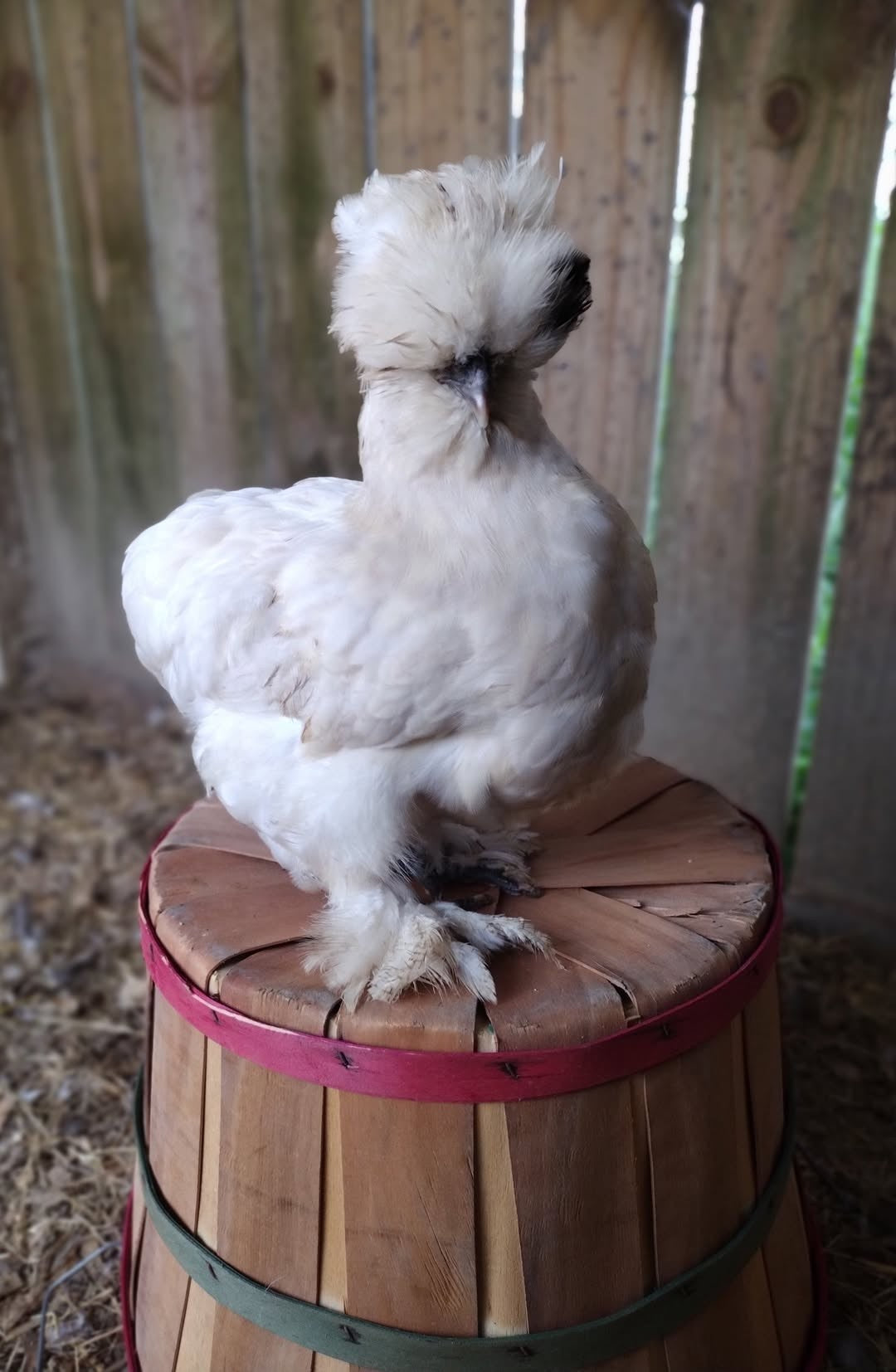 Premium Silkie Hatching Eggs- Hens Choice - Fertile Chicken Eggs for Quail Enthusiasts