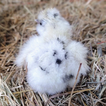 Premium Silkie Hatching Eggs- Hens Choice - Fertile Chicken Eggs for Quail Enthusiasts