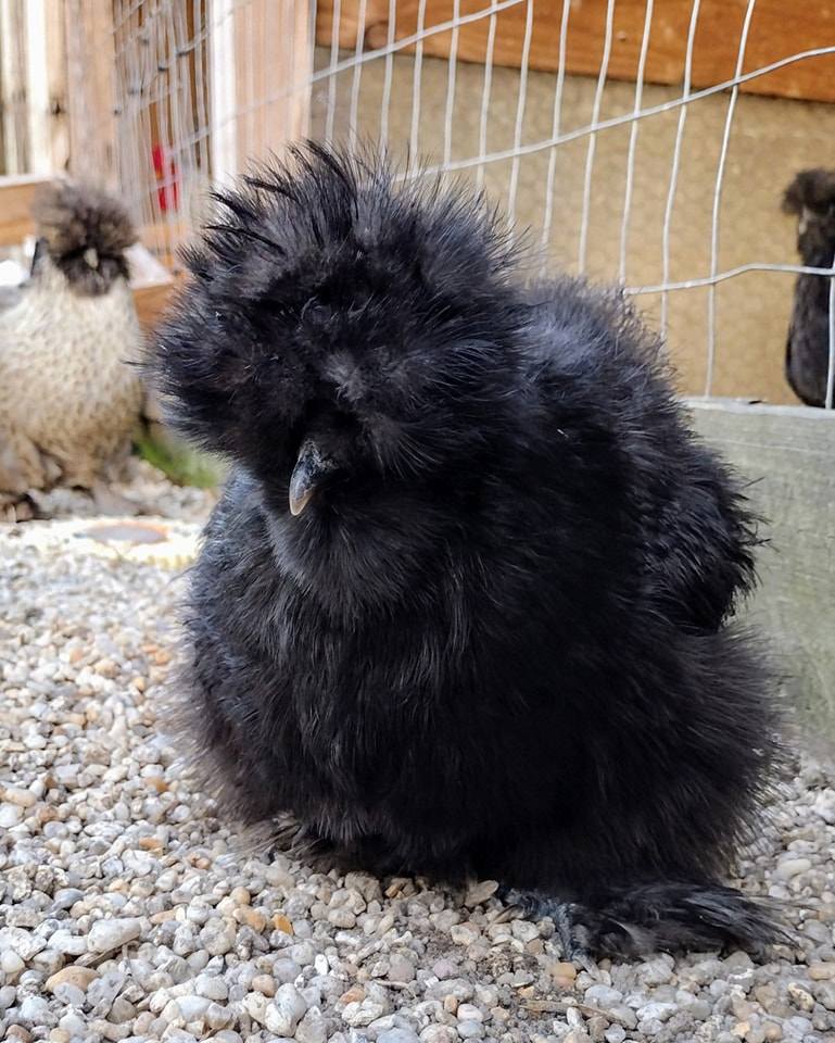Premium Silkie Hatching Eggs- Hens Choice - Fertile Chicken Eggs for Quail Enthusiasts