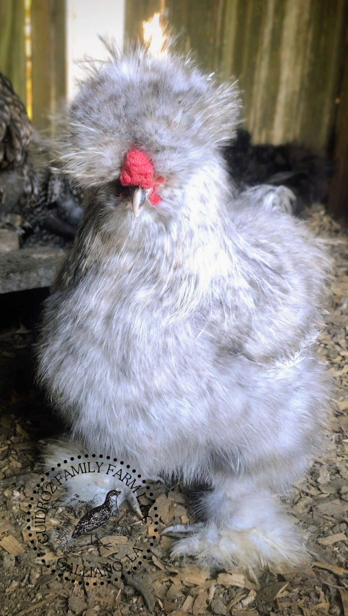 Premium Silkie Hatching Eggs- Hens Choice - Fertile Chicken Eggs for Quail Enthusiasts