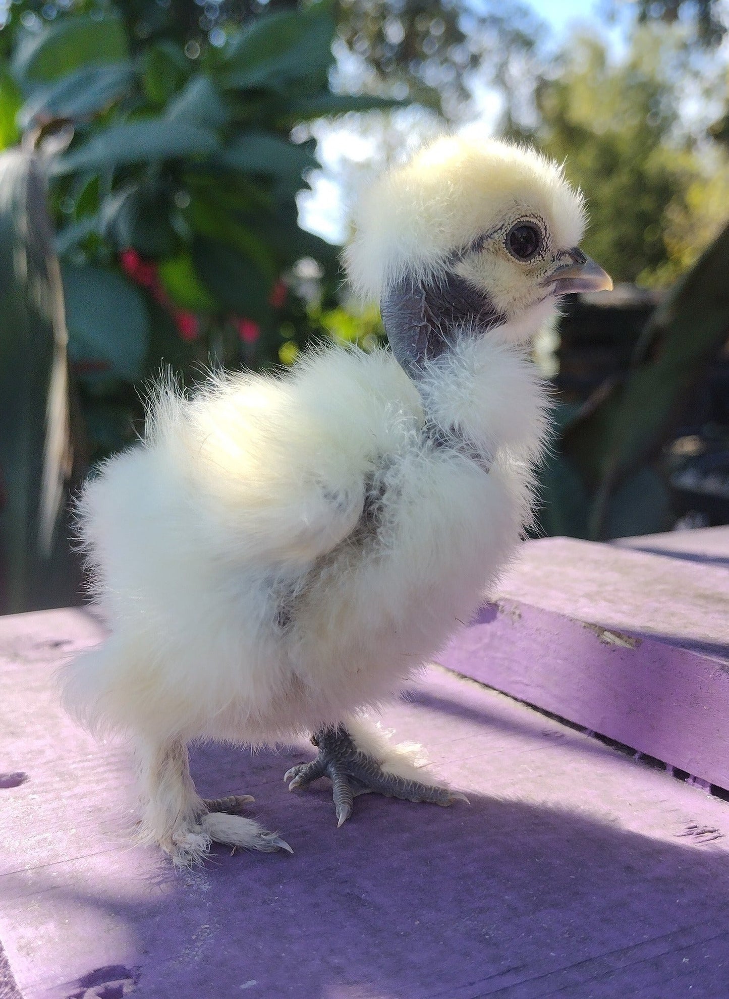 Premium Silkie Hatching Eggs- Hens Choice - Fertile Chicken Eggs for Quail Enthusiasts