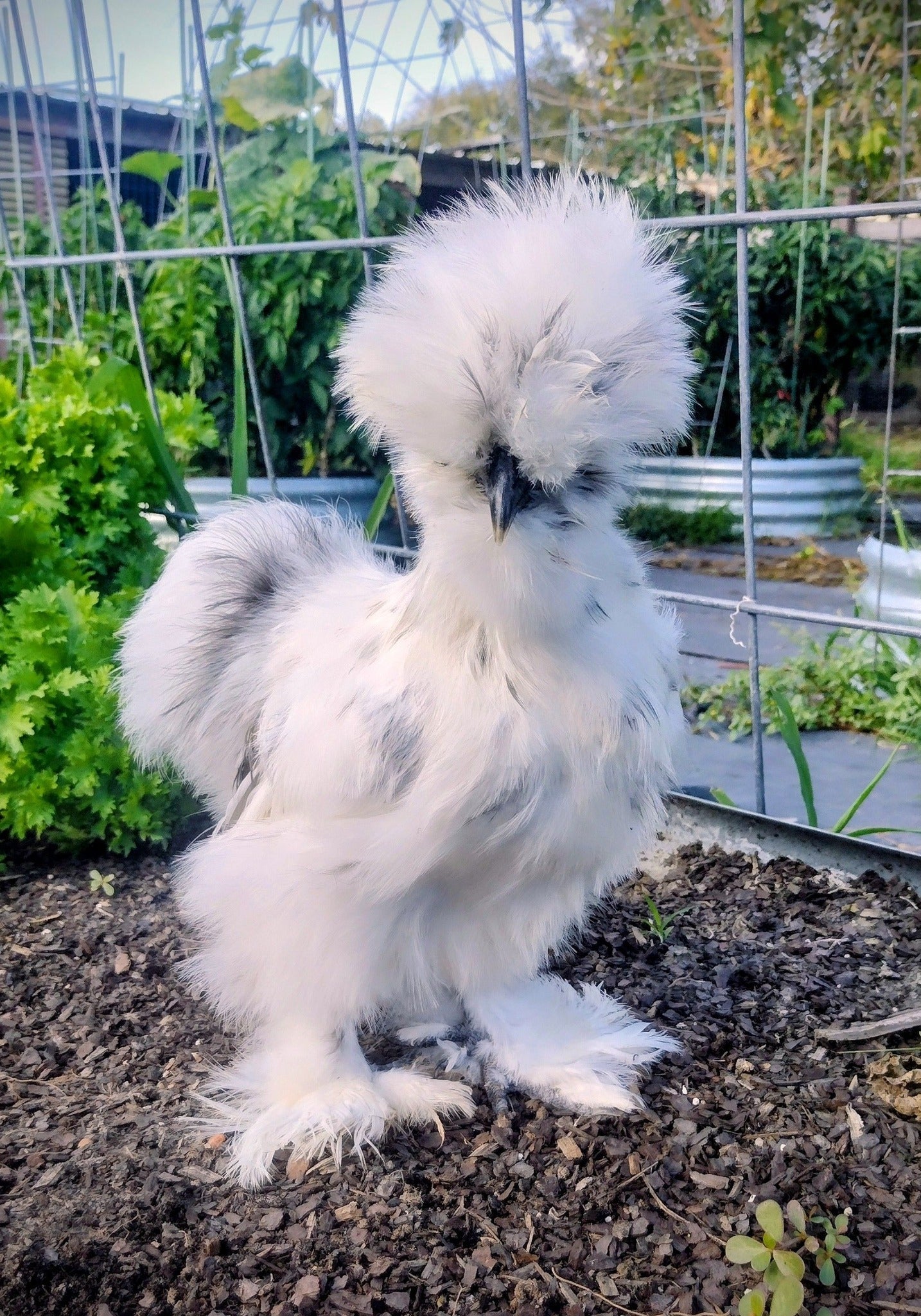 Premium Silkie Hatching Eggs- Hens Choice - Fertile Chicken Eggs for Quail Enthusiasts
