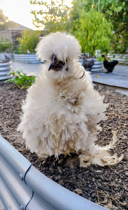 Premium Silkie Hatching Eggs- Hens Choice - Fertile Chicken Eggs for Quail Enthusiasts