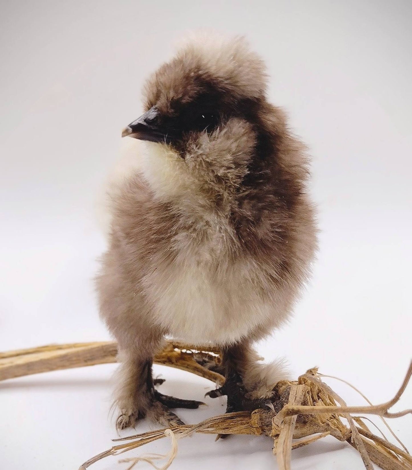 Premium Silkie Hatching Eggs- Hens Choice - Fertile Chicken Eggs for Quail Enthusiasts