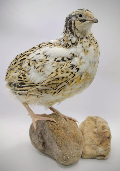 Premium Fertile Jumbo Progressive Pied- Feather Sexable hatching eggs for Hatching - Fresh Coturnix Quail Eggs