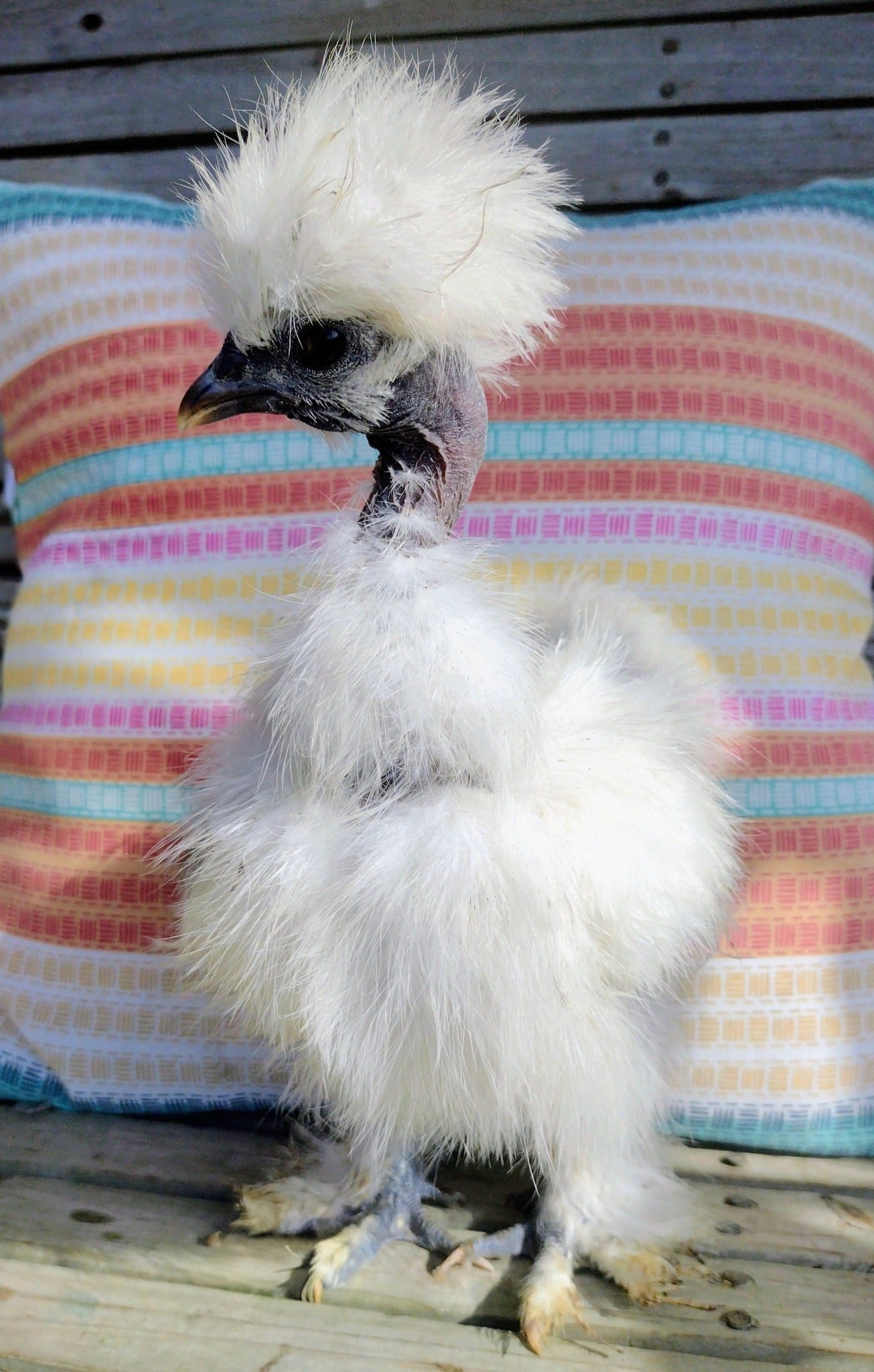 Premium Silkie Hatching Eggs- Hens Choice - Fertile Chicken Eggs for Quail Enthusiasts