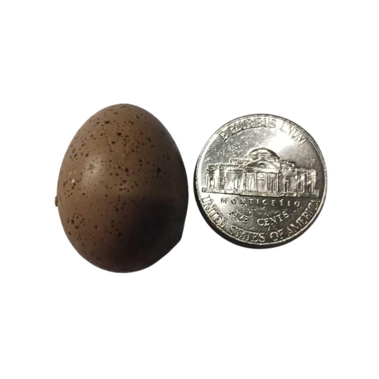 Button Quail Eggs -Eggs for Hatching or Snakes