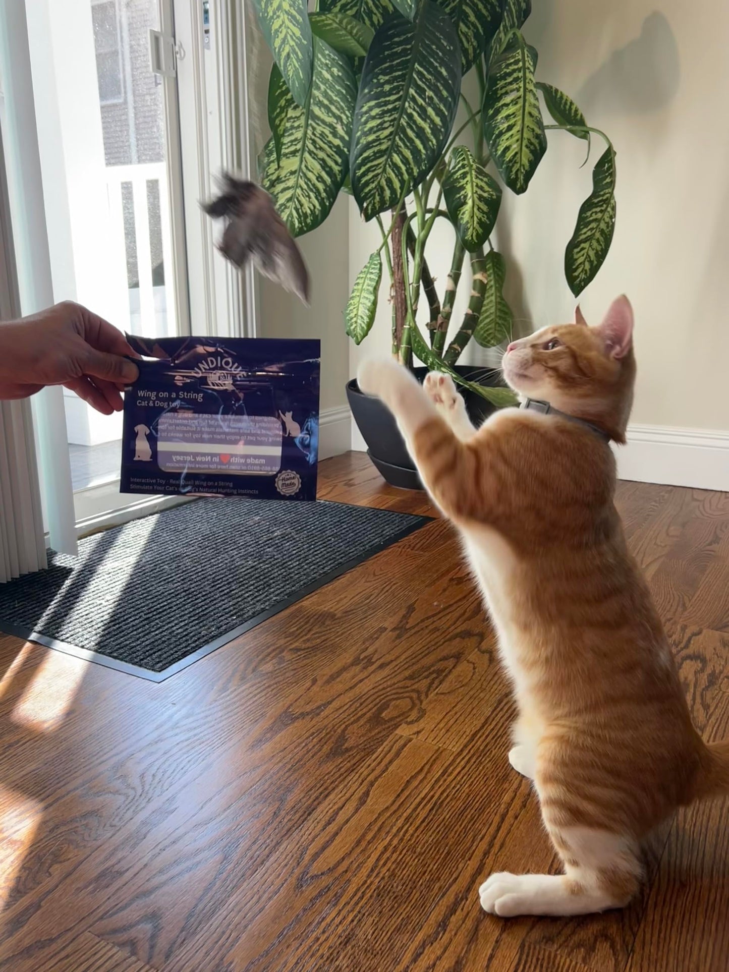 Wing on String Cat Toy - Real Bird Wing Dog Training Supplies & Accessories, Quail Wing Bird Scent Interactive Play for Cats, Hunting Dog Training Bird Retrieval Cat Trainer