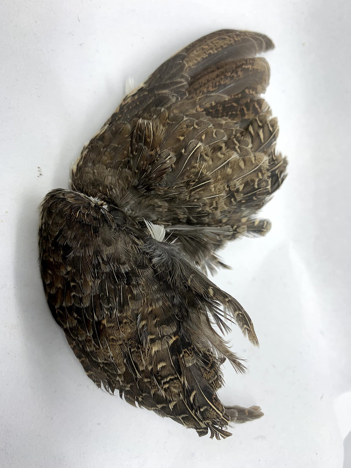 Premium Quail Wings for Dog Training - 1 Pair, Authentic Bird Scent from US Farms, Ideal for Scent and Hunting Training