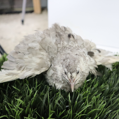 Andalusian Coturnix Quail Hatching Eggs