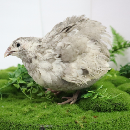 Andalusian Coturnix Quail Hatching Eggs