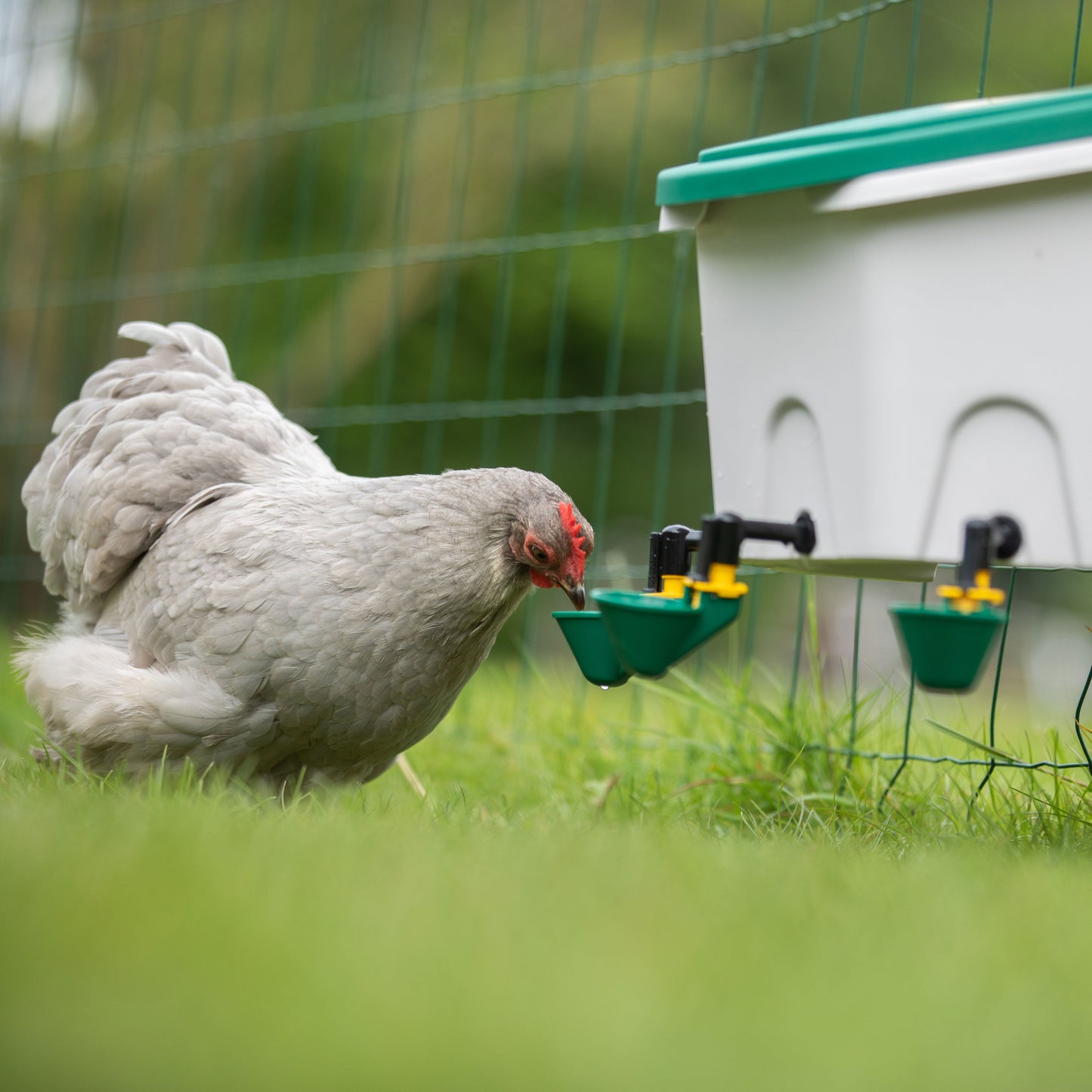 AviAqua 2 Gal Poultry Drinker - 3 Cups