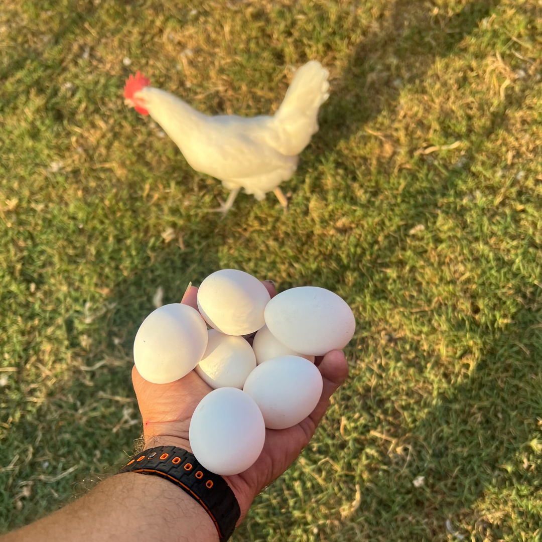 White Leghorn Chicken Hatching Eggs - 6 Count