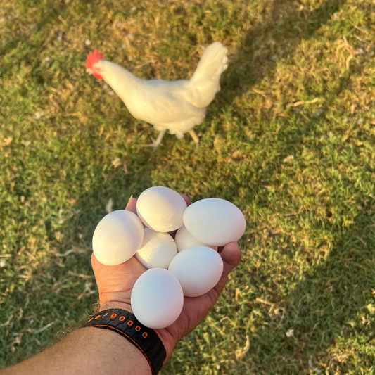 White Leghorn Chicken Hatching Eggs - 6 Count