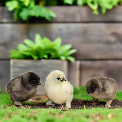 Silkie Chicks – Buy 6 + 3 Bonus Free (9 Unsexed, Mixed Colors, Shipping Included)