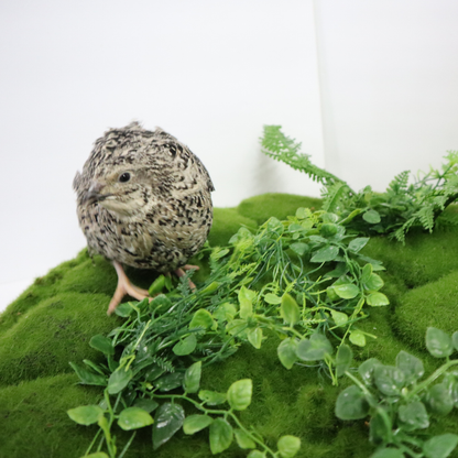 Calico Quail Hatching Eggs – Fertile Eggs for Incubation