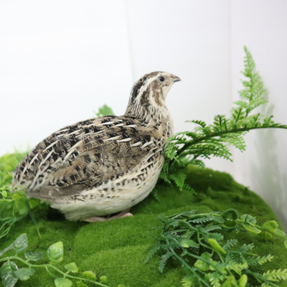 Calico Quail Hatching Eggs – Fertile Eggs for Incubation