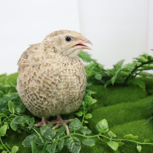 Egyptian Gold Quail Hatching Eggs