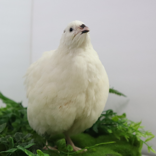 Jumbo White Coturnix Hatching Eggs - Premium Quail Eggs for Hatching - Perfect for Homesteaders, Breeders, Hobbyists - Freshly Collected for High Hatch Rates