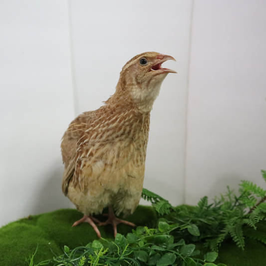 Ginger Quail Hatching Eggs