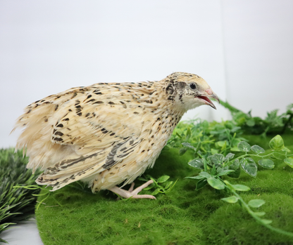 Fertile Hatching Mixed Jumbo Pharaoh Coturnix,Jumbo Italian, White,Brown Quail Hatching Eggs- Coturnix Quail Eggs for Sustainable Farming Hens Choice