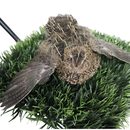 Fertile Hatching Mixed Jumbo Pharaoh Coturnix,Jumbo Italian, White,Brown Quail Hatching Eggs- Coturnix Quail Eggs for Sustainable Farming Hens Choice