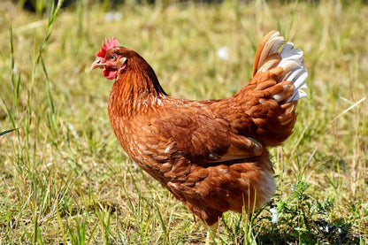 Golden Comet (ISA Brown / Red Sex-Link) Chicks – Buy 10 + 5 Bonus Free (15 All-Female, Shipping Included)