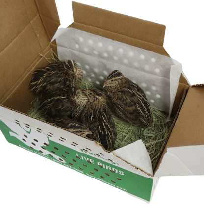 Pharaoh Coturnix (Brown) – 5 Adults (1 Rooster + 4 Hens)