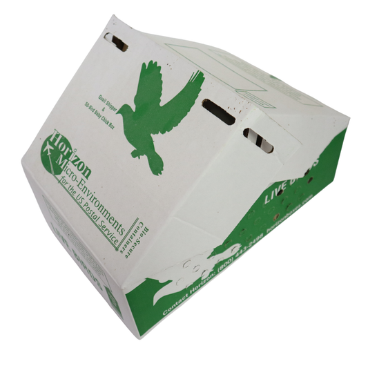 Pharaoh Coturnix (Brown) – 5 Adults (1 Rooster + 4 Hens) nationwide shipping