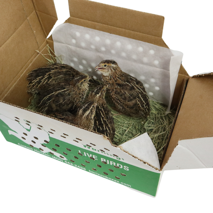 Pharaoh Coturnix (Brown) – 5 Adults (1 Rooster + 4 Hens)