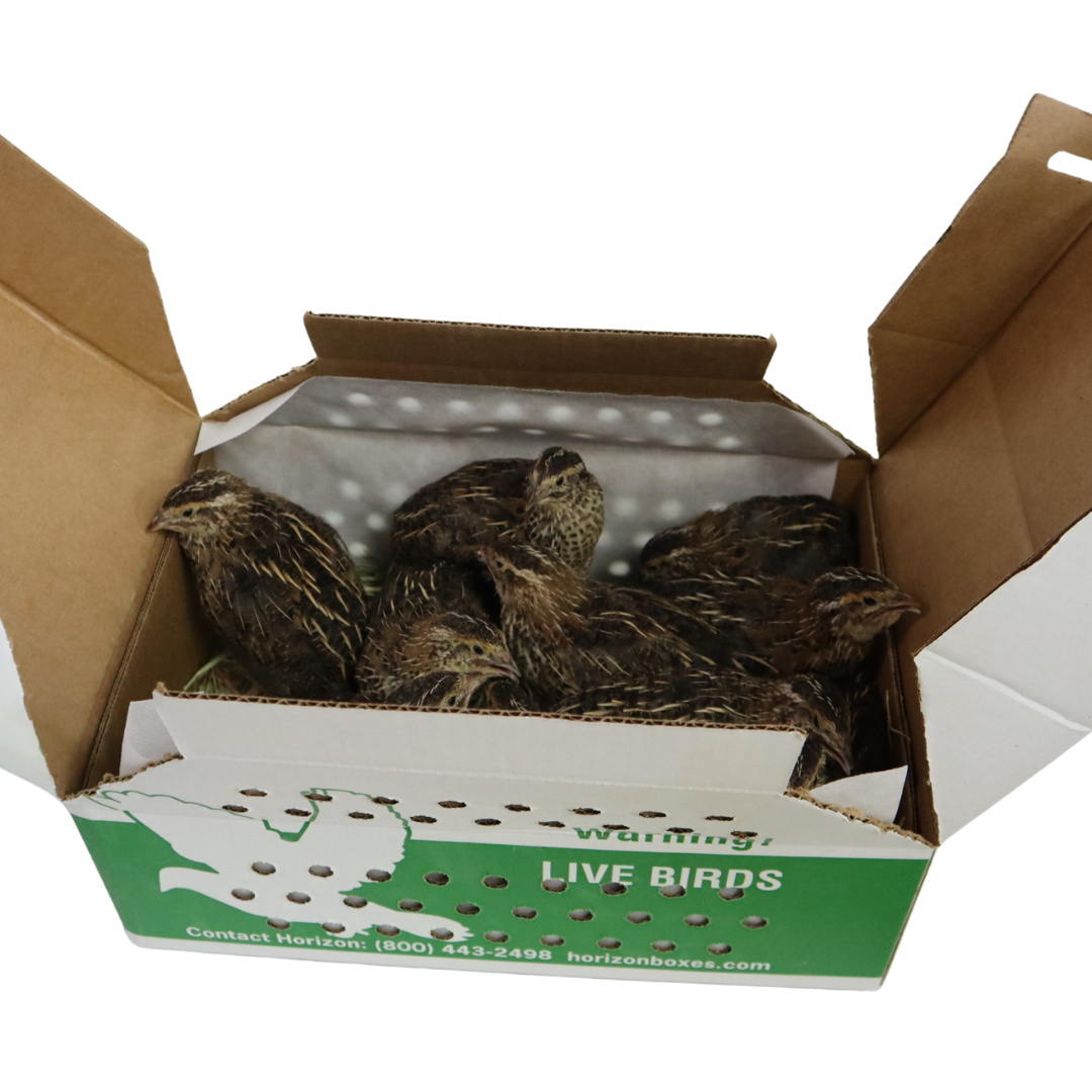 Pharaoh Coturnix (Brown) – 5 Adults (1 Rooster + 4 Hens)
