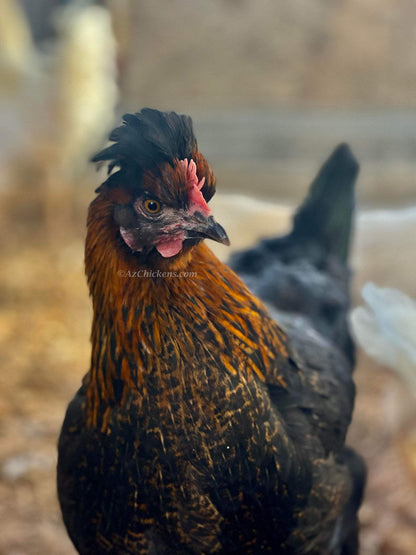 Olive Egger Chicks – Buy 10 + 5 Bonus Free (15 All-Female, Shipping Included)
